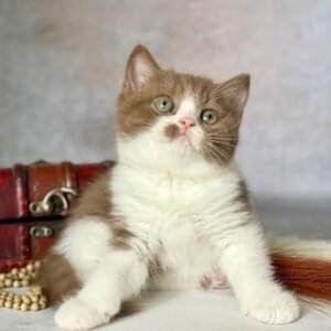 British shorthair for sale