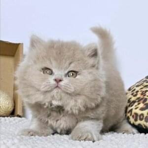 British Shorthair Kittens