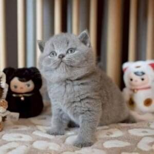 British Shorthair