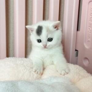 British shorthair for sale