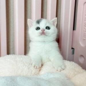 British Shorthair for Sale