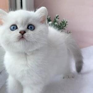 British Shorthair Kitten for sale