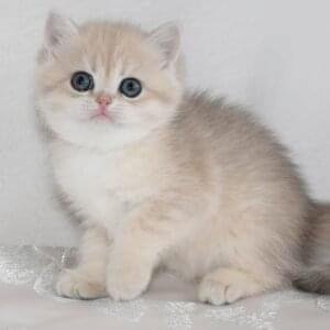 Bsh kitten for sale