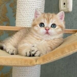 British Shorthair Kittens