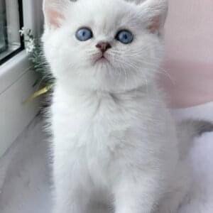 British Shorthair Kitten for sale