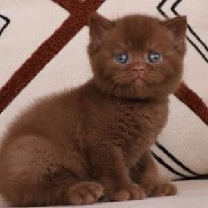 British shorthair for sale