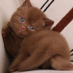 British shorthair for sale