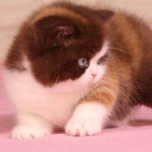 British Shorthair Kittens