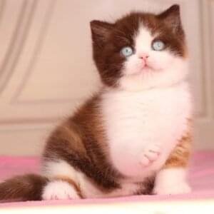 British Shorthair Kittens