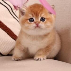 Bella british shorthair