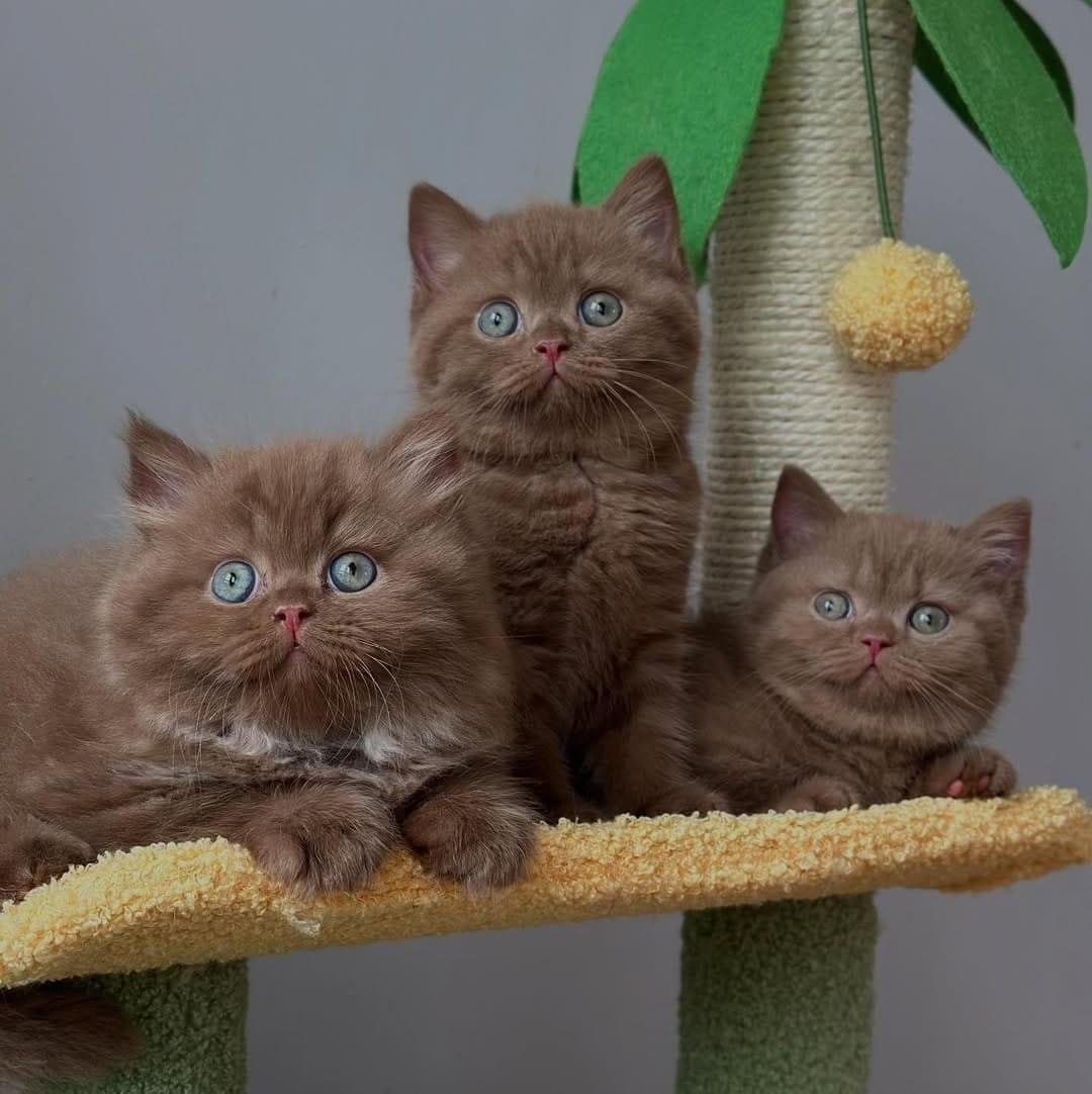 British Shorthair For Sale