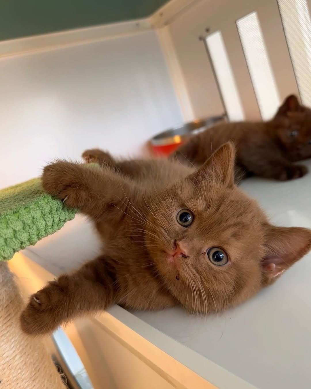 British Shorthair Cats for Sale