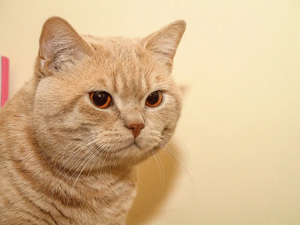 cream British Shorthair Cat