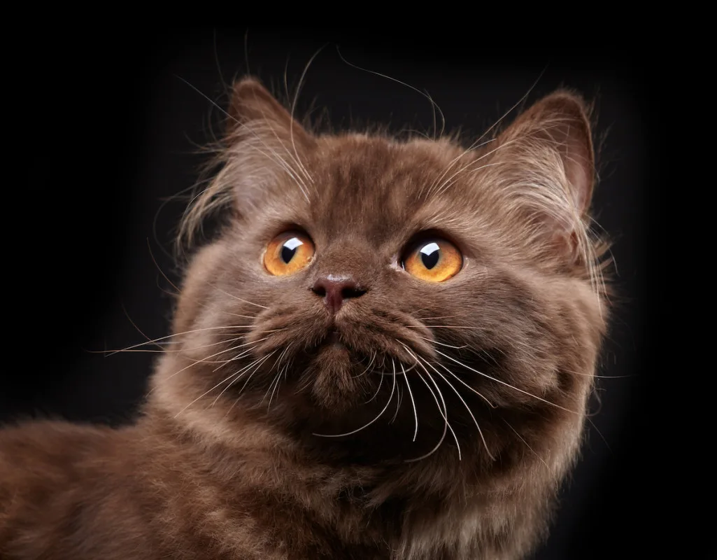 Brown British Shorthair cat