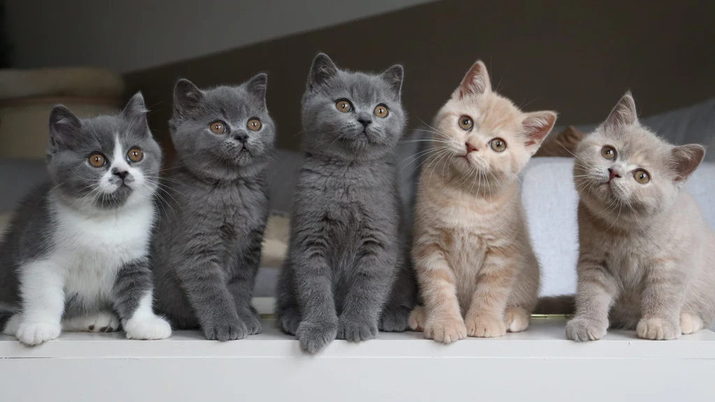 British Shorthair Cats for Sale