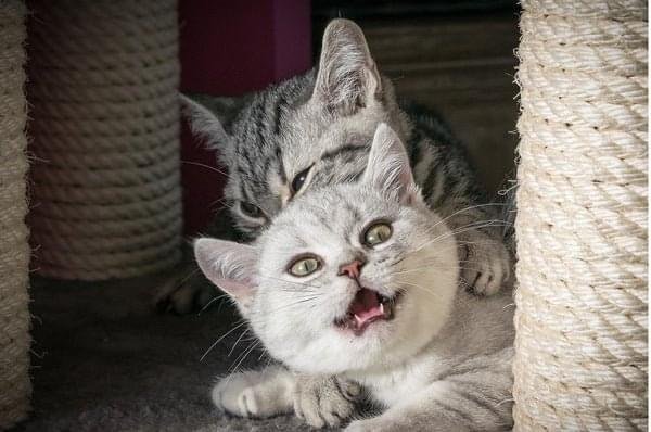 British Shorthair kitten behavior