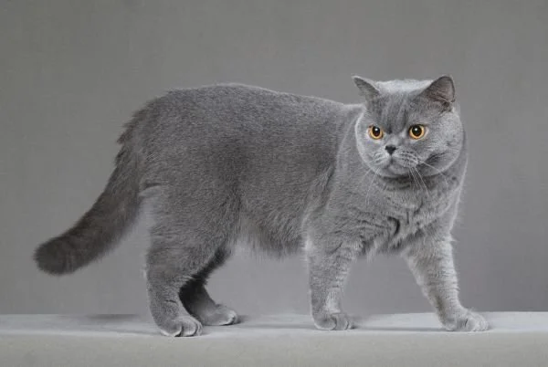 British Shorthair Cat Insurance