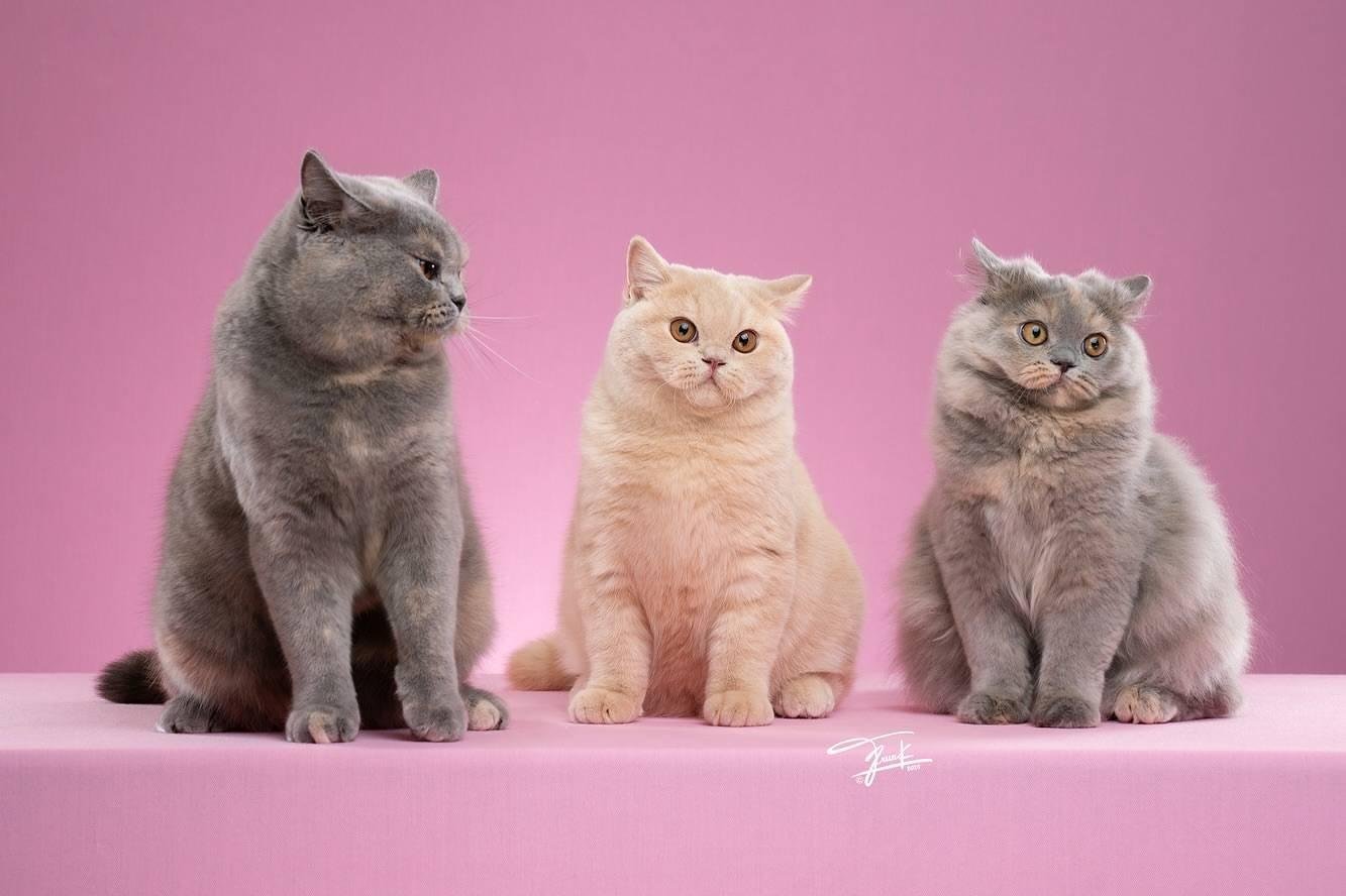 British Shorthair for Sale